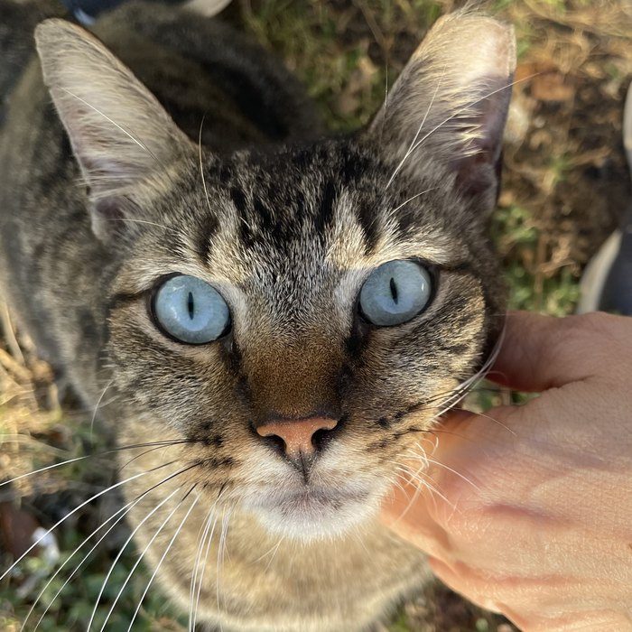 Dorian, a tabby cat with blue eyes, looking up while Yvette pets him